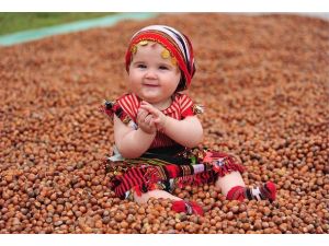 AA'nın "Fındıktaki Alın Teri" sergisi Ordu'da