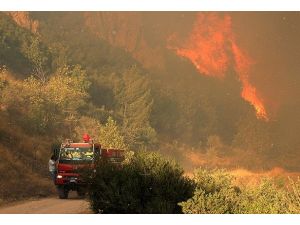 Bin hektar orman alanı zarar gördü