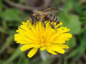 Arı ölümlerinin nedenleri araştırılıyor