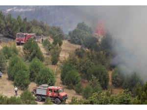 Balıkesir'deki yangın kontrol altında