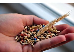 TİGEM sertifikalı tohum fiyatını belirledi