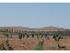 Suriye sınırında kaçakçılara müdahale