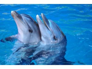 Yunusların hafızası fillerinkini solladı