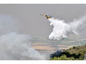 İki bin hektar orman kül oldu