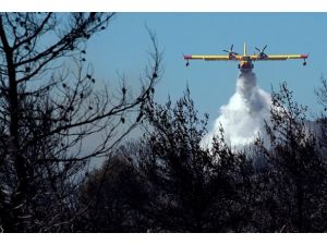 ABD'de orman yangını