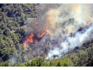 Manisa'da orman yangını
