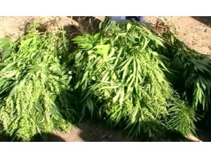 Fethiye'de 11 Bin 250 Kök Hint Keneviri Ele Geçirildi