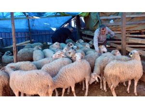 Kurban Bayramı için hayvan ithalatı yok