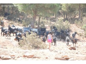 Ormanlarda Otlatma Denetimi