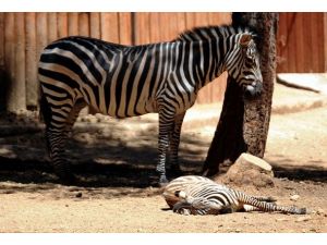 Türkiye'nin ilk zebra yavrusu doğdu
