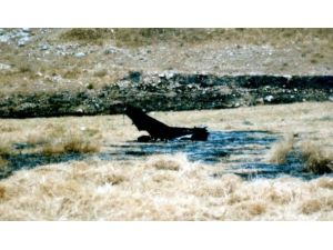 ABD'de kargo uçağı düştü