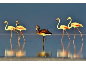 Flamingolar büyük yolculuğa hazırlanıyor