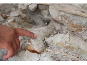 Çankırı'da antilop fosili bulundu