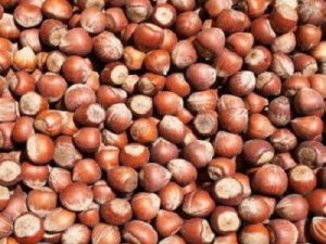 FİSKOBİRLİK, 7 Yıl Sonra Fındık Alımına Başladı