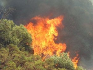 Hızlı Müdahale Ormanı Kurtardı