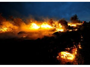 Muğla'da orman yangını