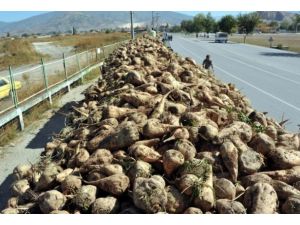 Pancar üreticilerine 115 milyon liralık sulama avansı