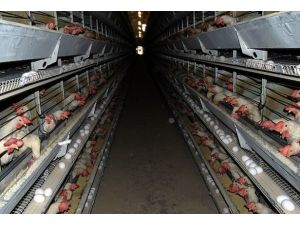 Türkiye hayvancılıkta kanatlandı