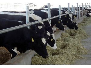 60 bin yoksul kendi işini kurdu