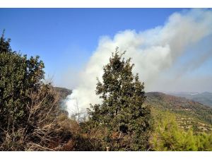 Lazkiye'de orman yangını