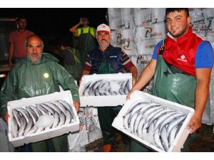 Karadeniz'den adeta palamut fışkırıyor