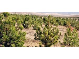 Kömür çıkarılan alanlar yeşillendi