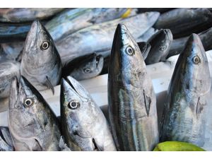 Palamut fiyatları borsa gibi