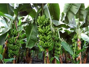 Muzda sıcak hava bereketi