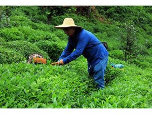 Çay üreticisine destek