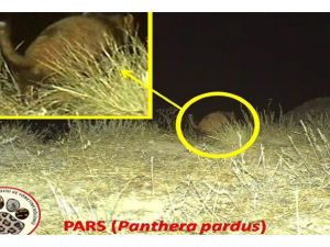 İlk kez doğal ortamda görüntülendi