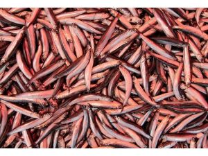 Karadeniz hamsisi yüzünü gösterdi