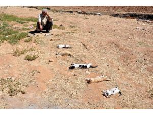 Ölen kedileri için gözyaşı döküyor