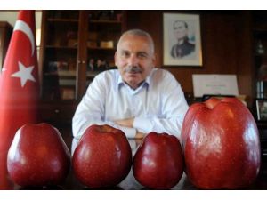 800 gramlık elma görenleri şaşırtıyor