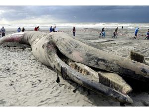 Hollanda’da dev balina sahile vurdu