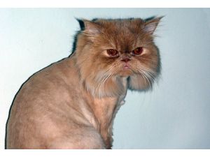 İran kedisi uzay yolcusu