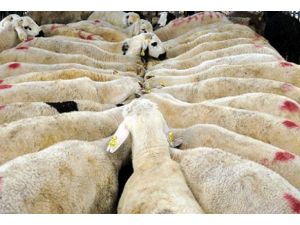 Vekaletle kurban kesim kampanyası başladı