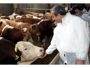 Kurbanlık hayvan sayısında sıkıntı yok