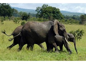 Zimbabve'de fil katliamı