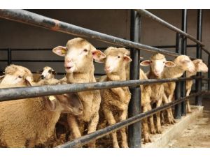 Bu Kurban Bayramı'nda ithal hayvan yok