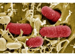 Hacı adaylarında  "corona virüsü" yok