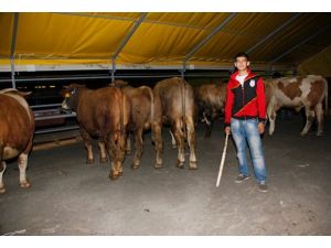 Anadolu'dan getirilen kurbanlıklar İstanbul'da