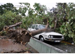 Fırtına ağaçları yerinden söktü