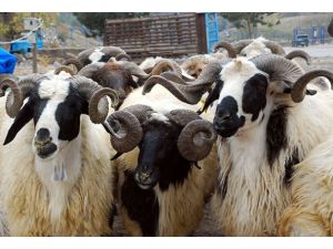 Ekonomiye "kurban" dopingi