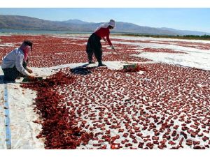 Ege'nin kurutulmuş domatesine Elazığ'dan rakip