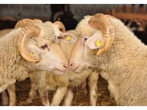 Bakanlık'tan kurbanlıklar için uyarı