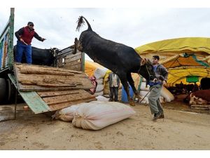 Kurbanlıklar alıcılarını bekliyor