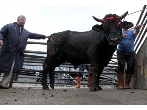 Otomobil fiyatına kurbanlık