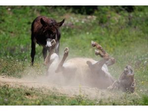 Yemen'de "kuduz eşekler" korkutuyor