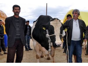 Samsunlu "Kabadayı"ya "Şampiyon" rakip