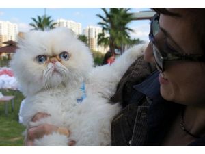 En cazibeli ve yakışıklı kediler yarıştı